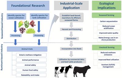 Key Considerations for the Use of Seaweed to Reduce Enteric Methane Emissions From Cattle